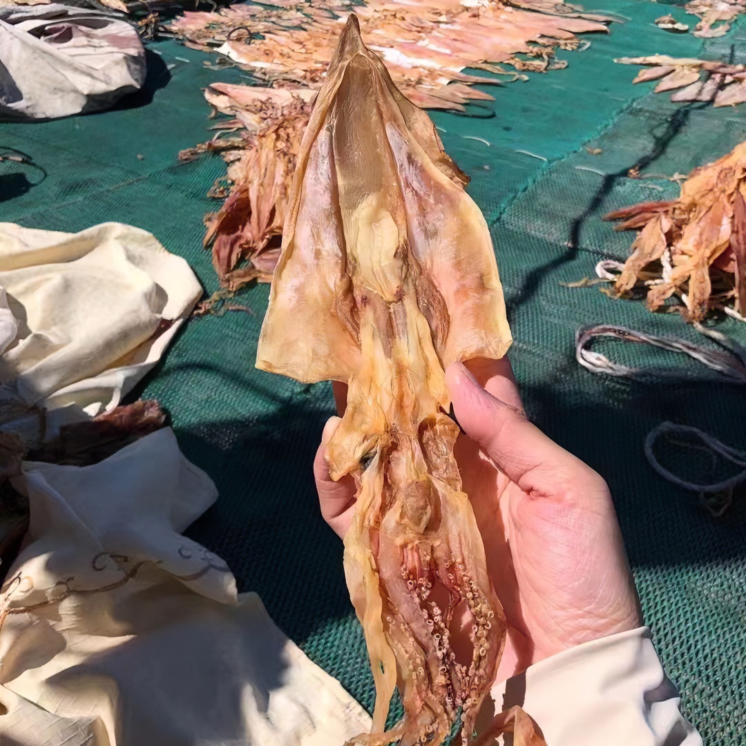 惠安小岞鱿鱼母天然食用鲜嫩美味海钓捕捞新鲜原味