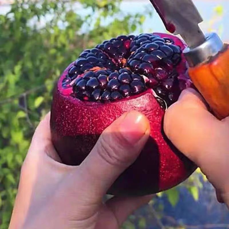 包黑子嫁接大果黑籽石榴树苗正宗对版黑金刚美人石榴带刺抗寒庭院