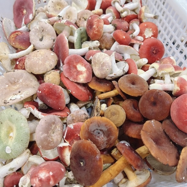 【野生菌混搭】野生奶浆菌红菇野生菌蘑菇【半熟，非新鲜，油炒发中通】