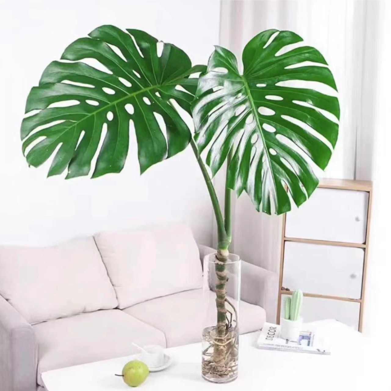 【40冠幅】龟背竹大叶龟背巨型水培落地植物室内吸甲醛净化空气