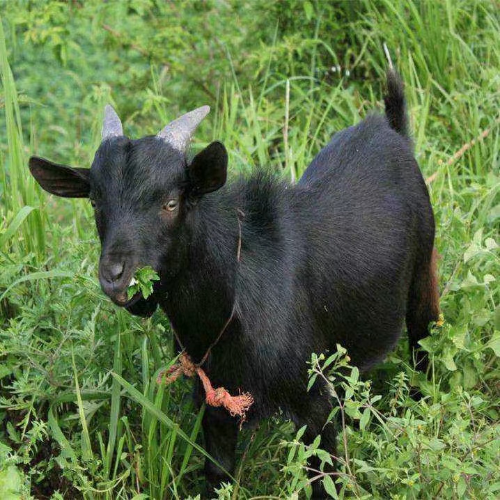 直播间称重改价重庆云阳纯草饲山羊肉4斤起拍