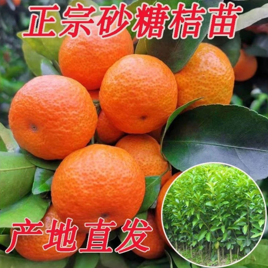【19.9元3棵砂糖橘果树苗 】庭院植物盆栽地栽阳台庭院四季种植