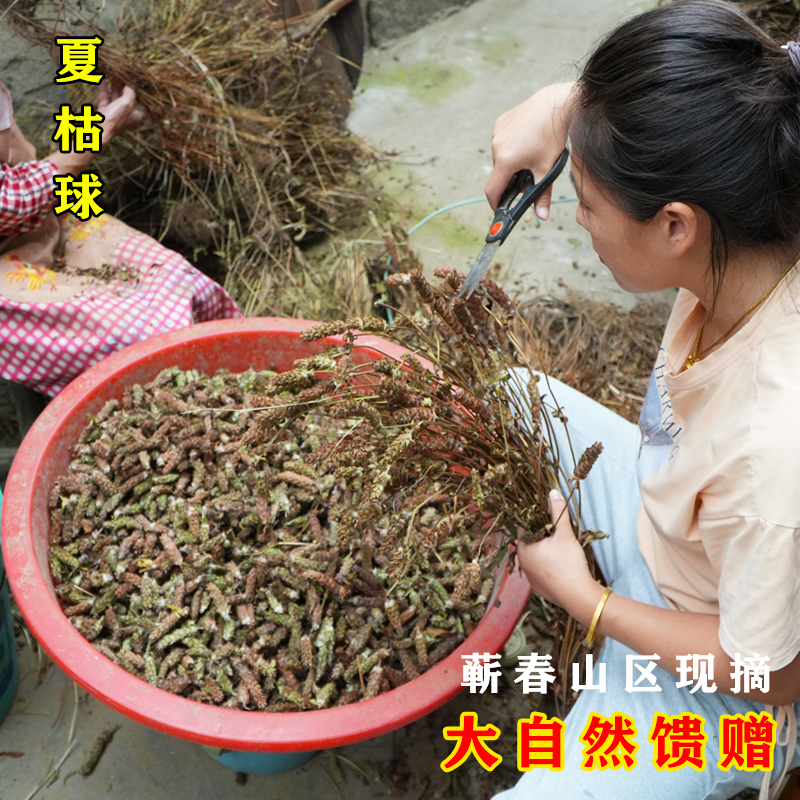 蕲春山里夏枯草100g野生白毛夏枯球新货天然夏谷草不熏硫泡水泡茶