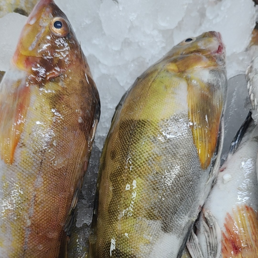 源源鲜-大连旅顺刚下船新鲜的大黄鱼 大黑鱼 家焖红烧 煲汤 顺丰