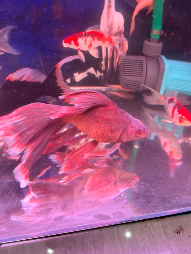 台湾精品三色蝴蝶鲤