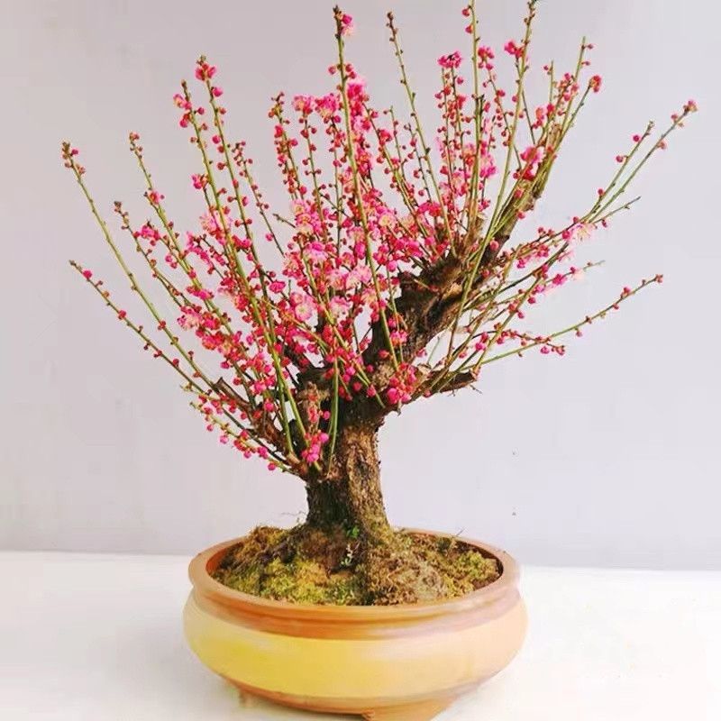红梅花带花苞盆栽树苗老桩浓香型腊梅盆景造型庭院阳台室内花卉
