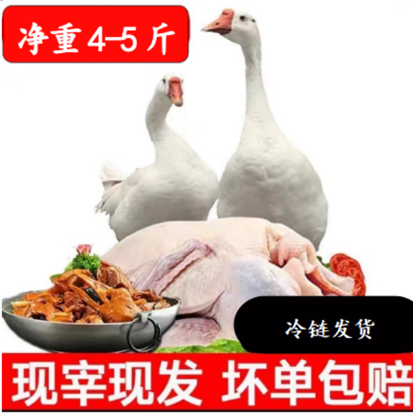 【拍一发三】大白鹅 大鹅 杀后净重4-5斤 赠送鸡鸭各一只