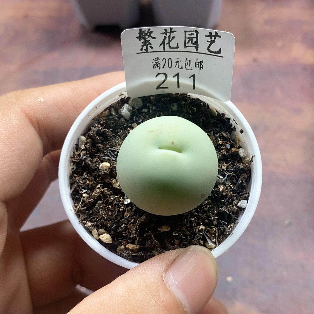 211、鸽子蛋2.4、带盆土发货