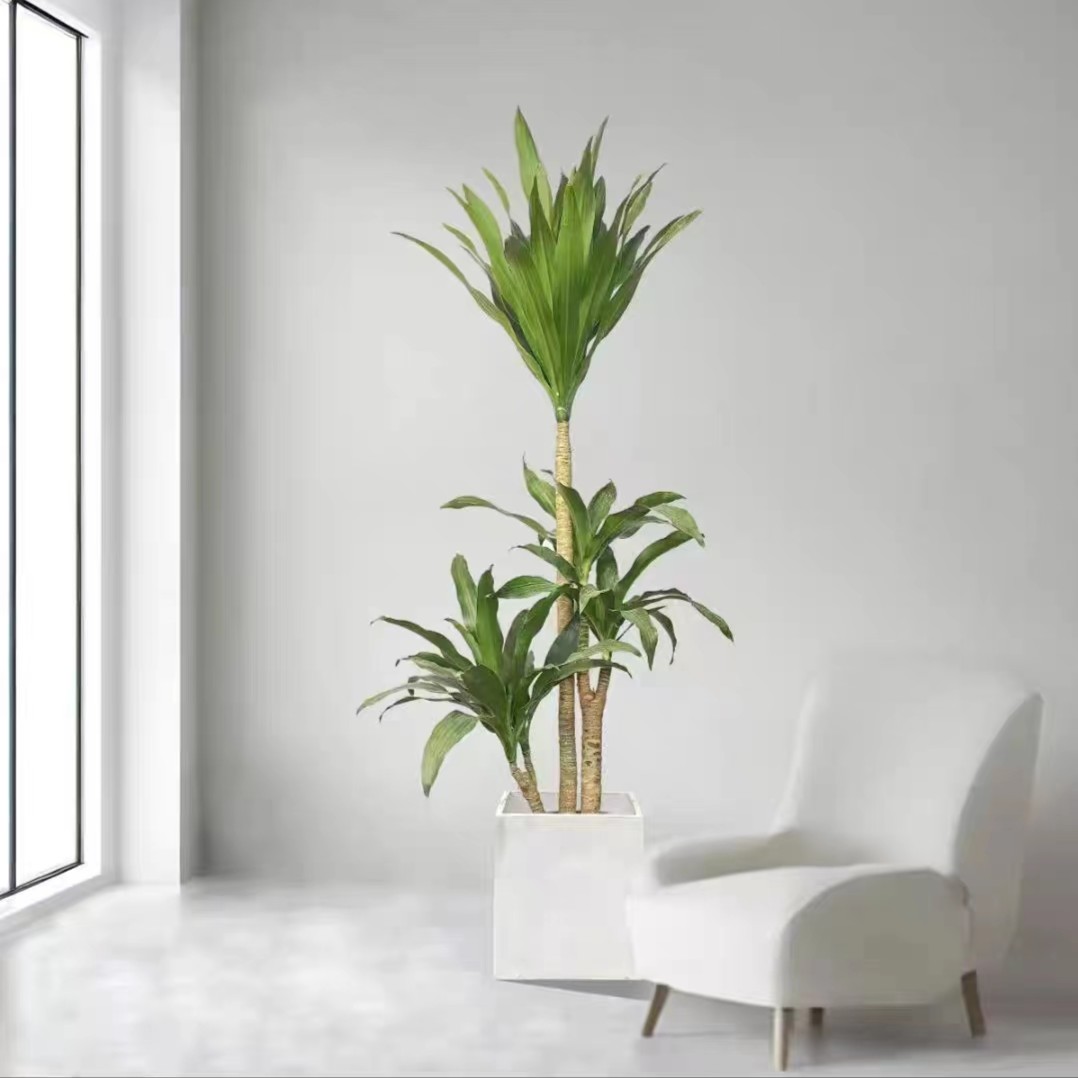 荷花铁美人铁室内好养耐阴老桩造型客厅办公室大型绿植观叶