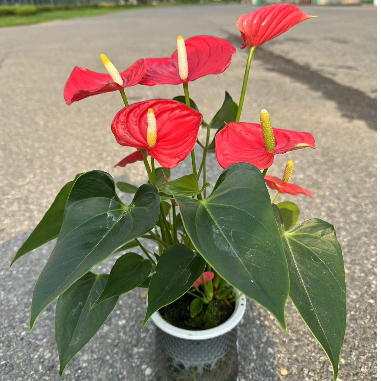 【红掌艾索多120水培】进口红烛鸿运当头3-5朵花2株苗带水培杯发货