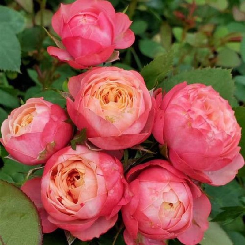 【大花美人玫瑰】花苗月季盆栽四季开花丰花植物月季花苗室内阳台