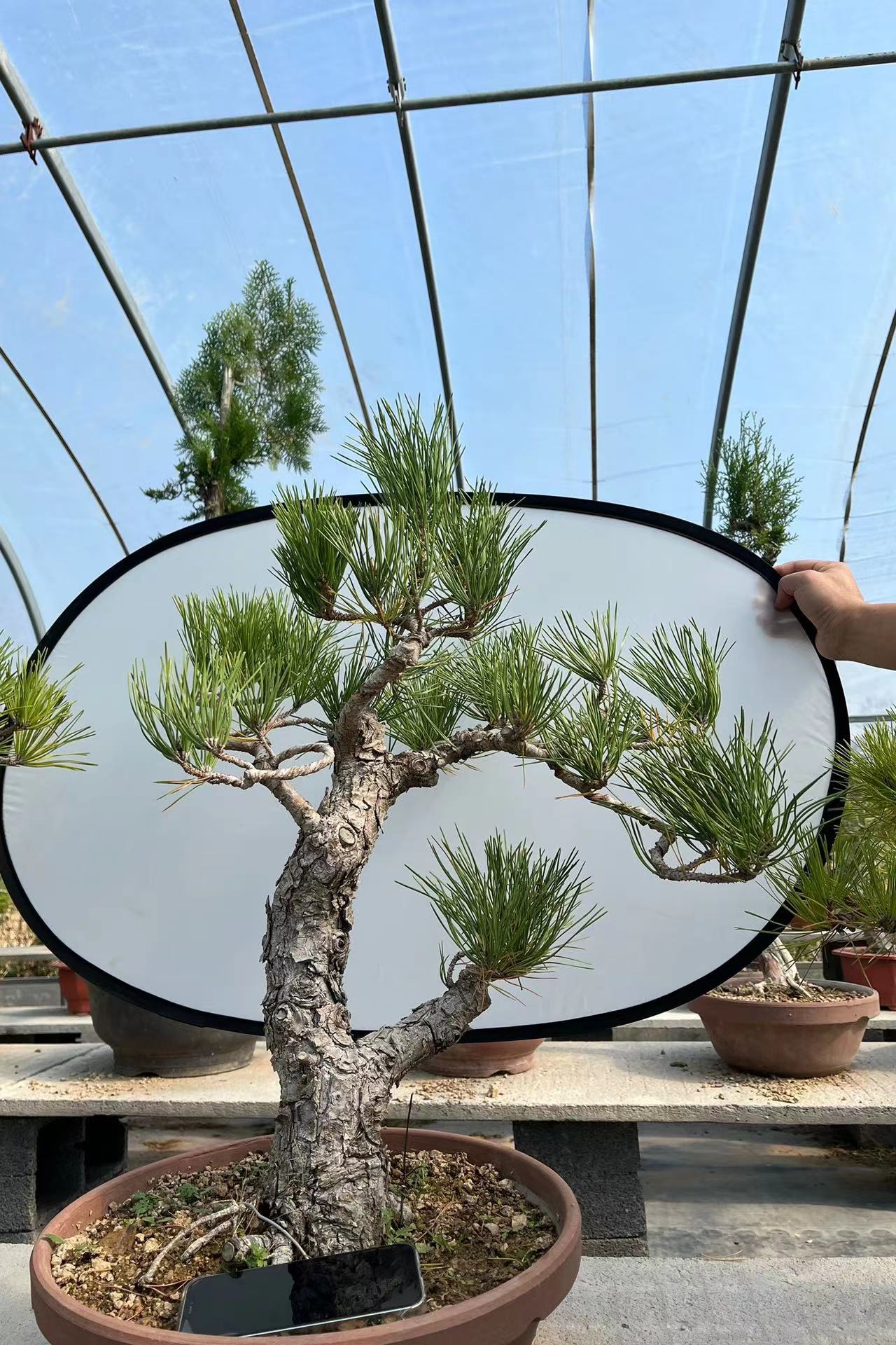  直播间一物一拍  造型黑松  矮霸  虎蹄迎春 真柏等盆景绿植素材