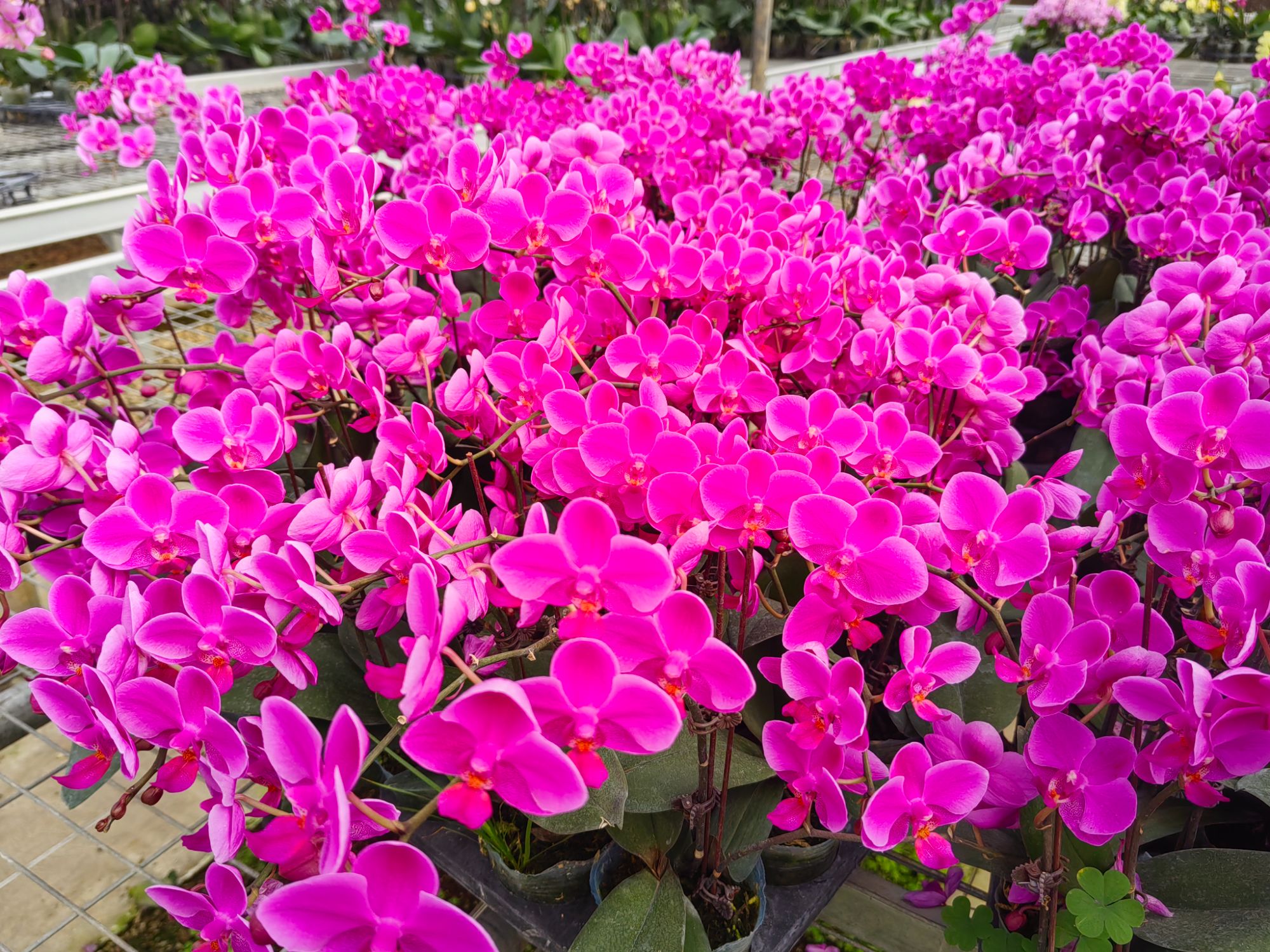 蝴蝶兰【满天红】好养耐开花期长 福利无售后红红火火2.8寸杯单花剑