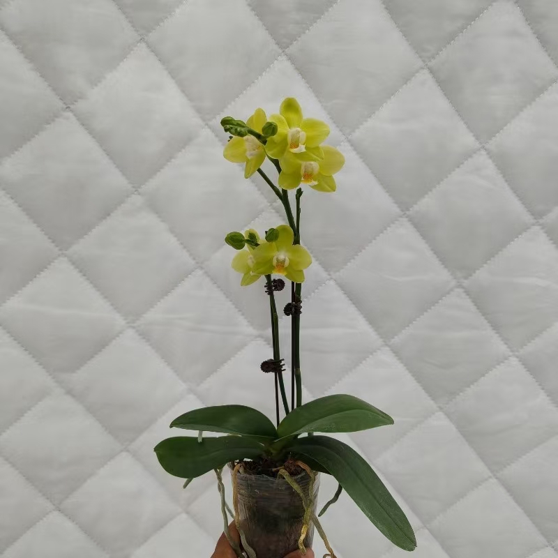 蝴蝶兰【台大】好养耐开 花期长 优雅大气绿色美观 2.8寸杯单花剑