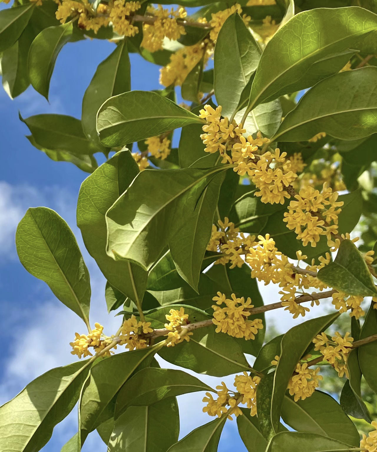 桂花树金桂四季桂丹桂