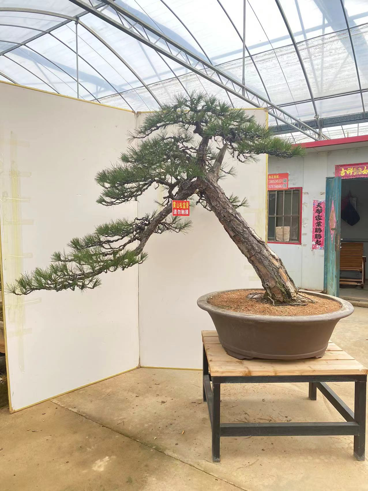 黑松盆景悬崖迎客临水造型黄山松盆景