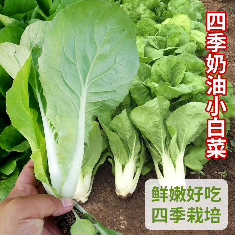 奶油小白菜种子四季早熟阳台庭院家庭易种植种菜籽种易种蔬菜籽