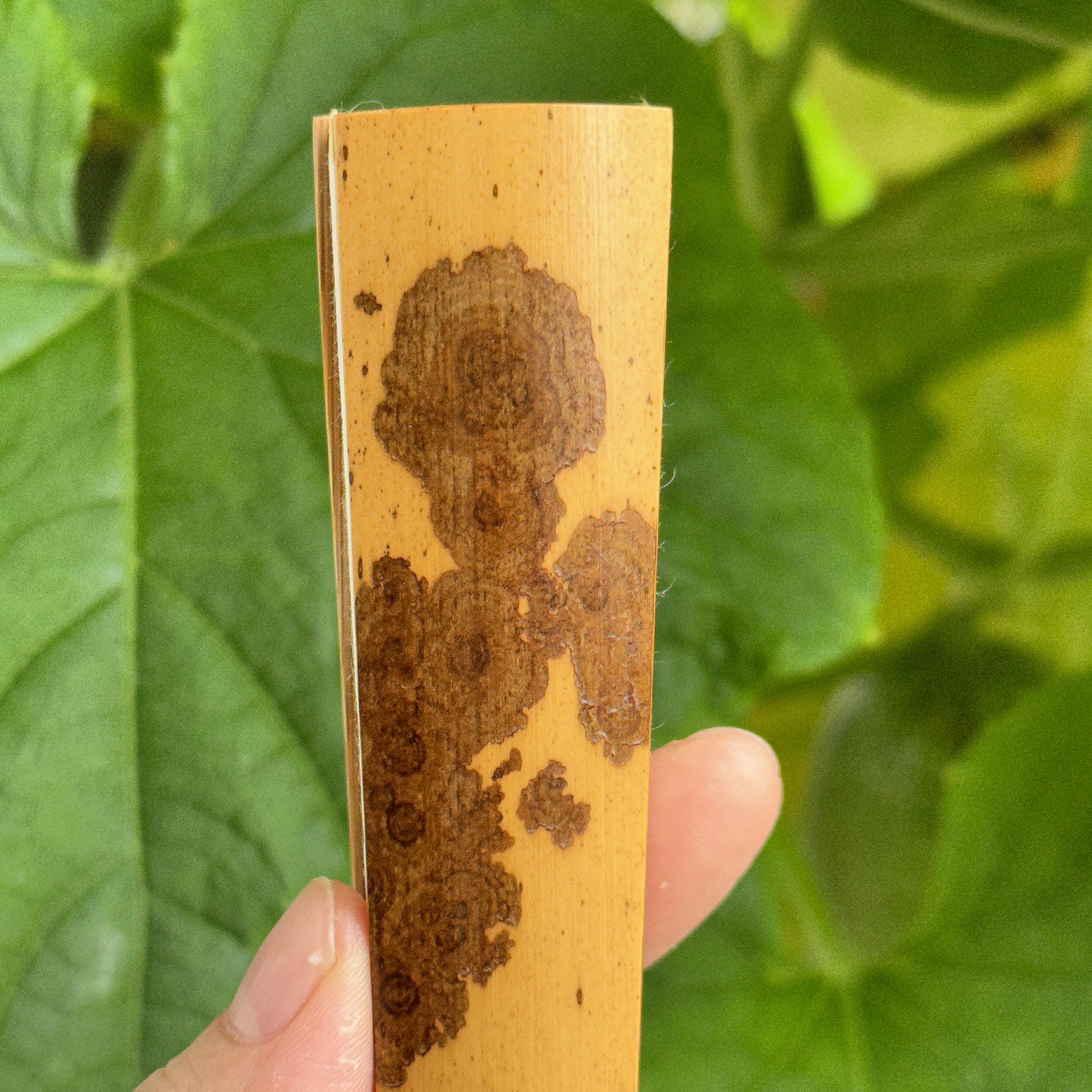 杨记扇庄｜1尺2.5｜11年麻栗坡老云妃｜雷山料折扇14方萌猫+萌鸡小队