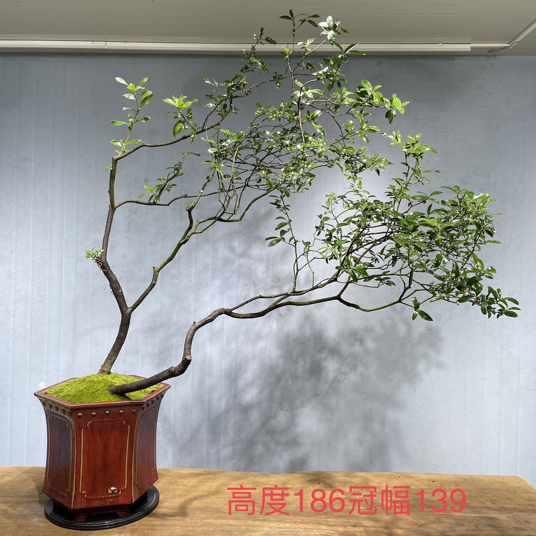 【意境盆景】海岛春花 茶空间盆景 室内造景盆景