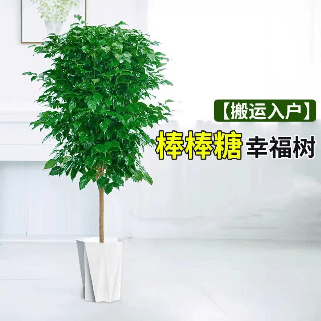 (1.1-1.3米)高度棒棒糖型幸福树老桩室内大型四季常青绿宝植物