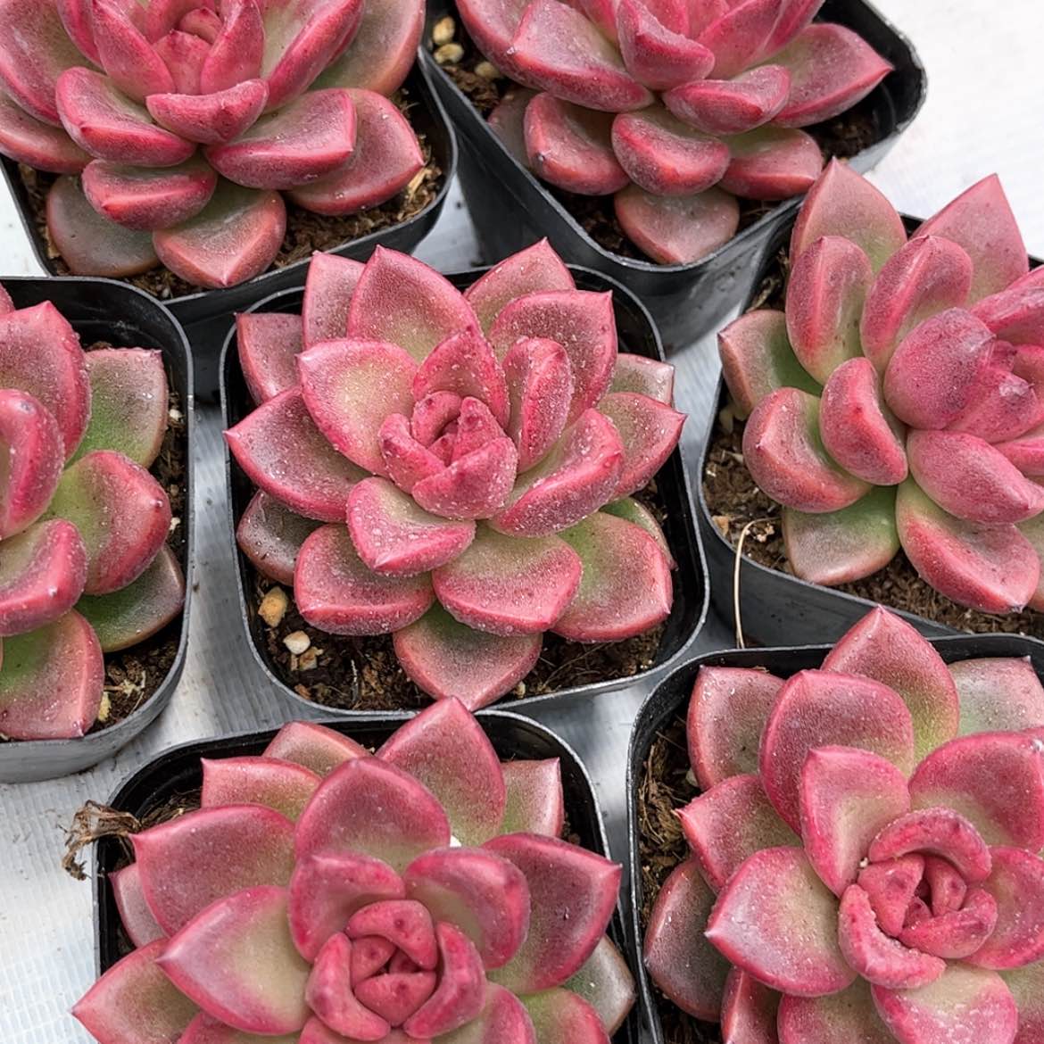 【闪购商品】丰沛玫瑰6.5