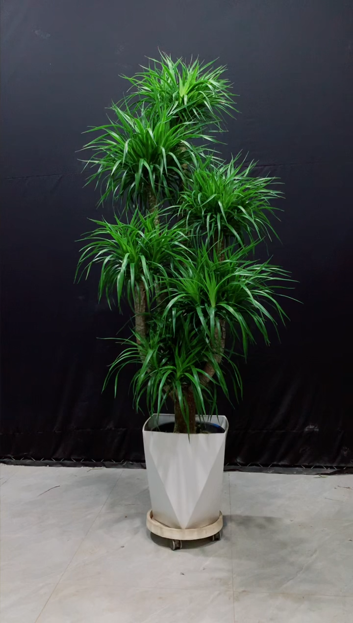【闪购商品】龙血树带盆