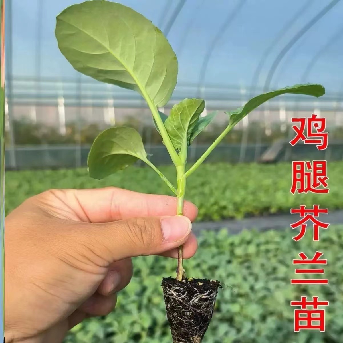 鸡腿芥兰苗种苗带土甜脆四季阳台小院盆栽种植秋冬耐寒蔬菜秧苗