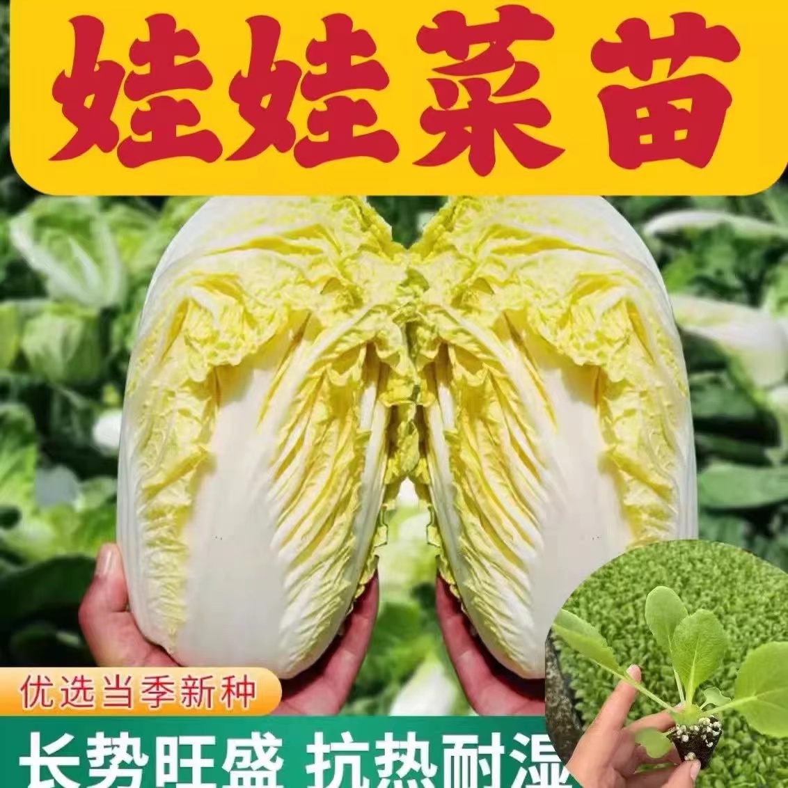 高山娃娃菜苗秧苗黄心白菜苗种子早熟秋季四季农家大田蔬菜大白菜