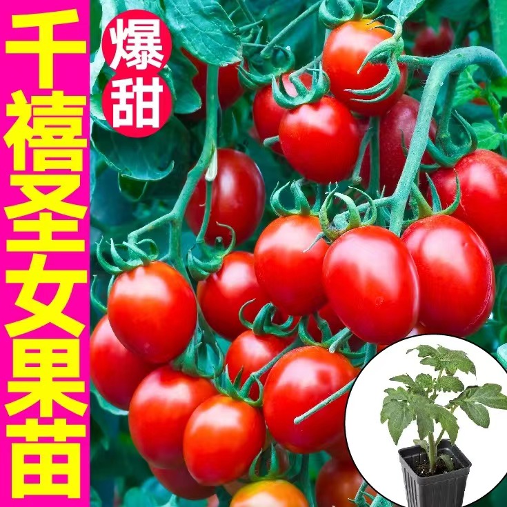 千禧圣女果种子小番茄四季西红柿蔬菜种籽苗秧孑大全秧苗盆栽果苗