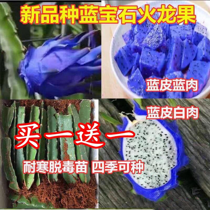 蓝宝石火龙果苗美洲蓝皮白心果树红肉品种嫁接有根苗盆栽当年结果