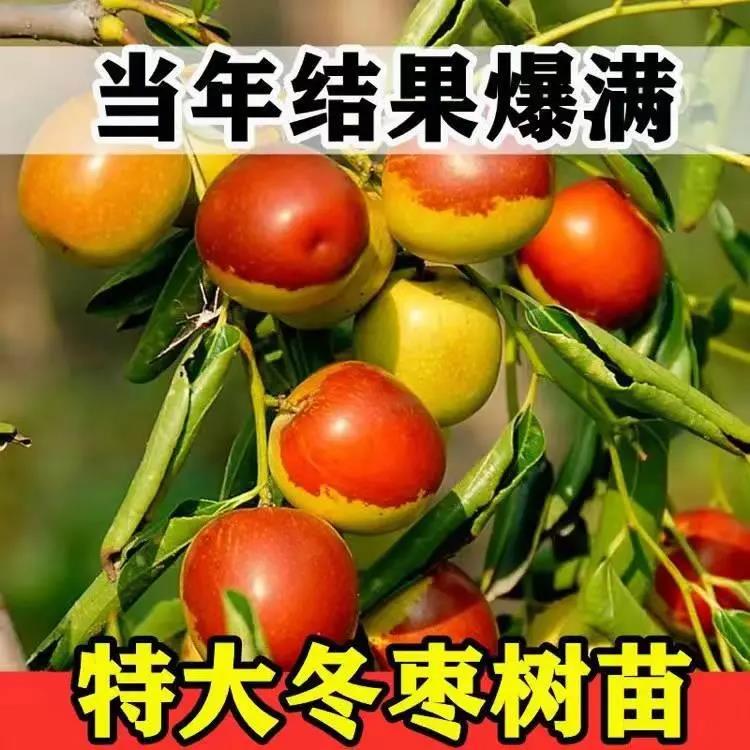 新疆和田红枣树苗特红枣树苗枣树活苗冬枣苗南北方种植当年结果