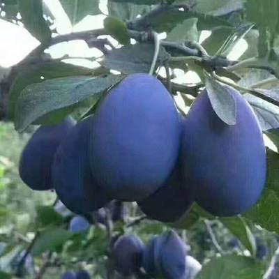 西梅树树苗嫁接蜂糖李子南方北方种植庭院阳台盆栽地栽特大果树苗