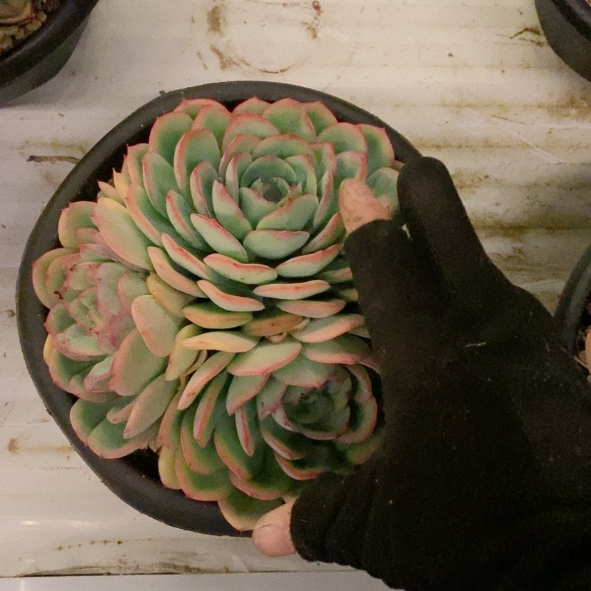 【闪购商品】晨露多肉植物