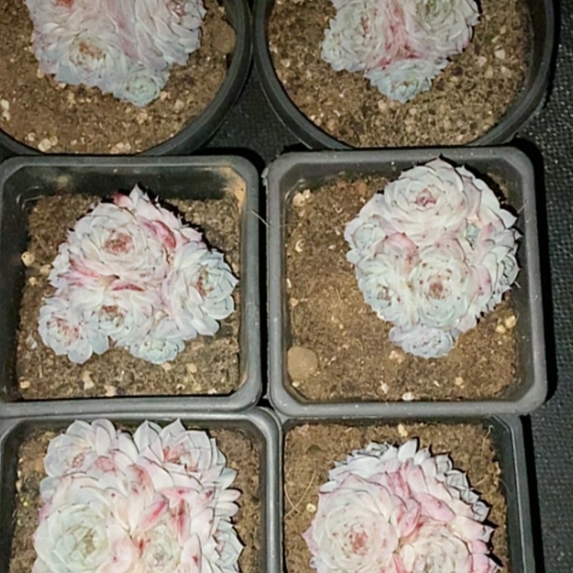 【闪购商品】8头天鹅绒多肉
