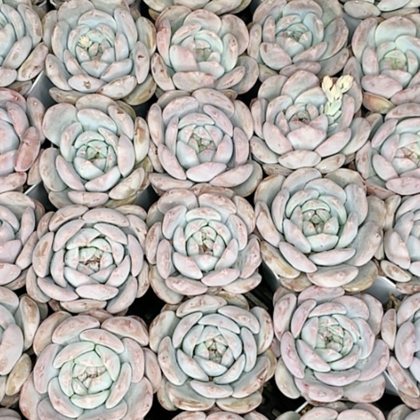 【闪购商品】5颗梦露多肉植物
