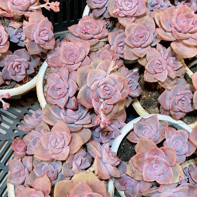 【闪购商品】彩虹糖多肉