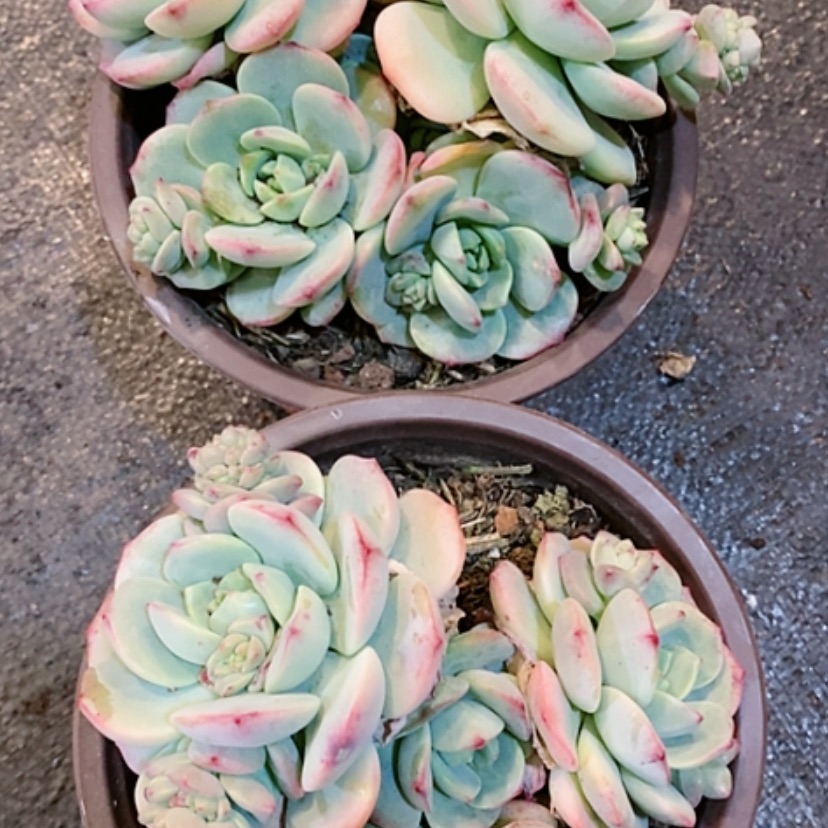 【闪购商品】香草多肉