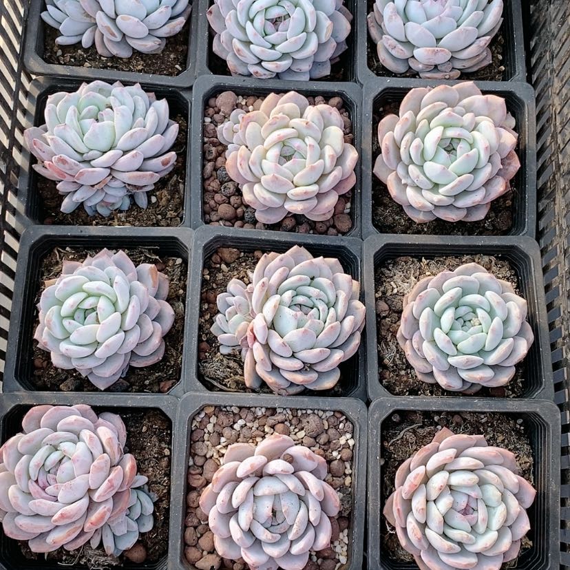 【闪购商品】单头梦露多肉植物