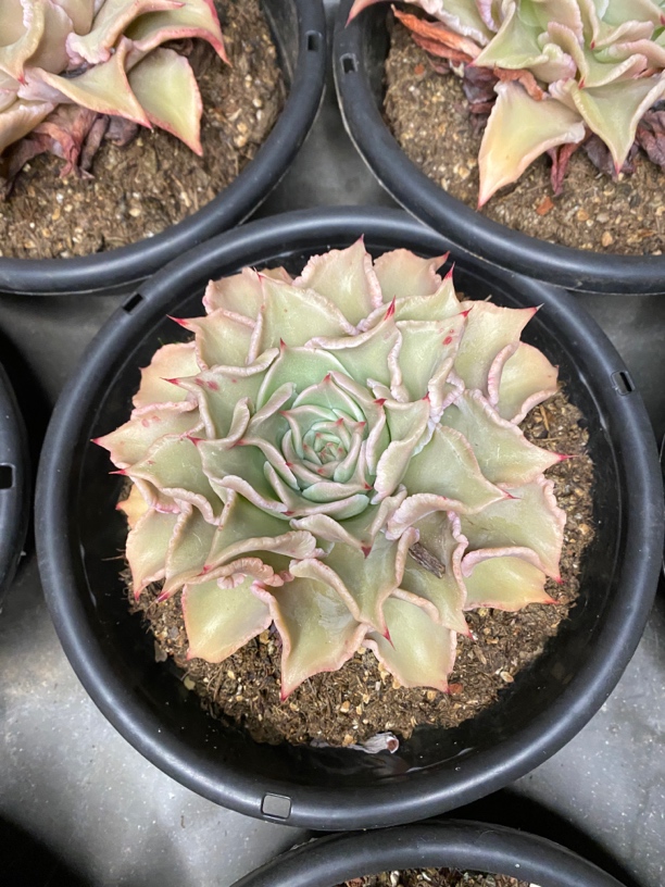 饺子皮多肉植物（零下必拍保温箱，不拍冻伤不售后）
