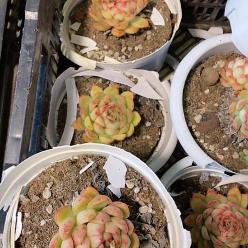 【闪购商品】5颗萤火虫多肉