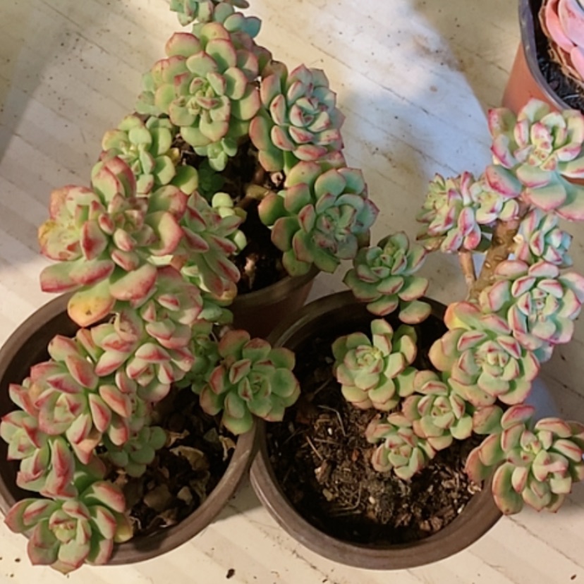 【闪购商品】探戈多肉植物