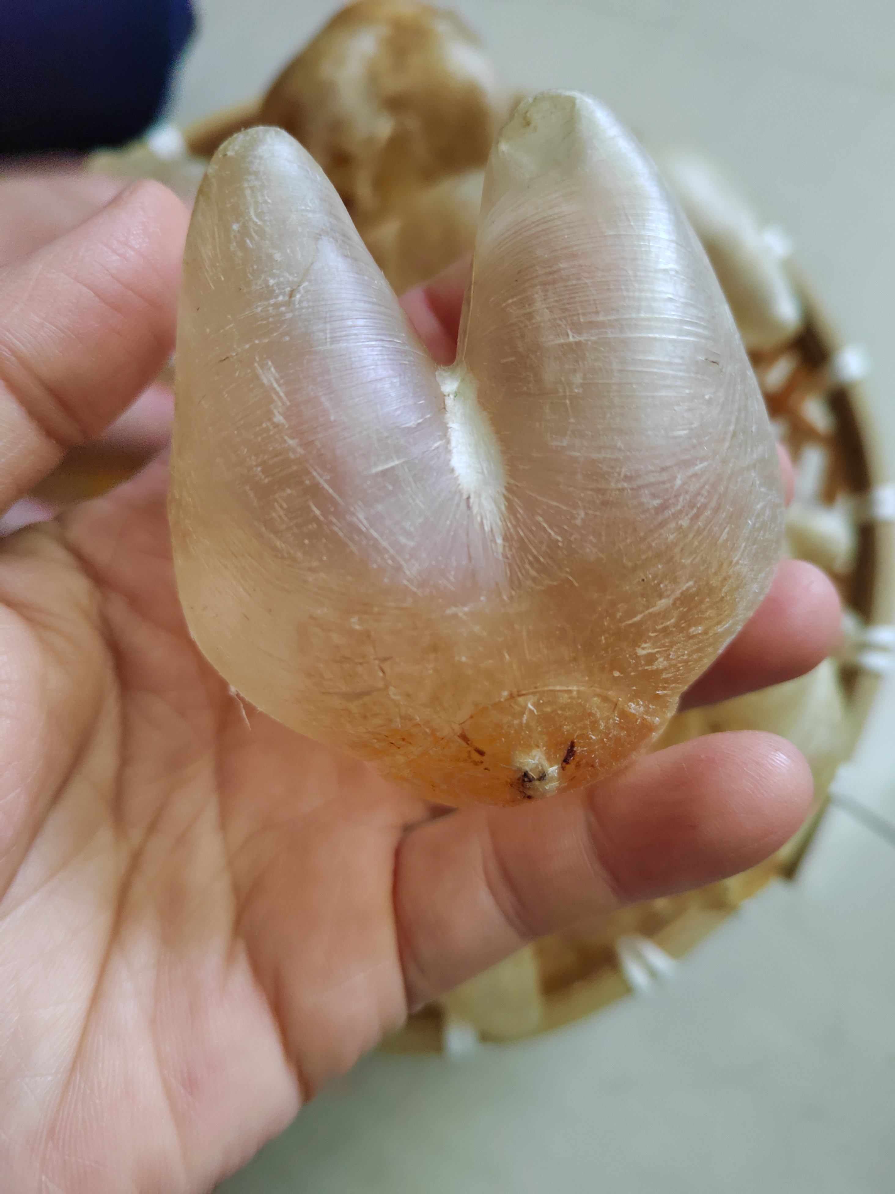 广东汕头南澳鸡泡胶100克-500克 养宫、备孕滋补佳品