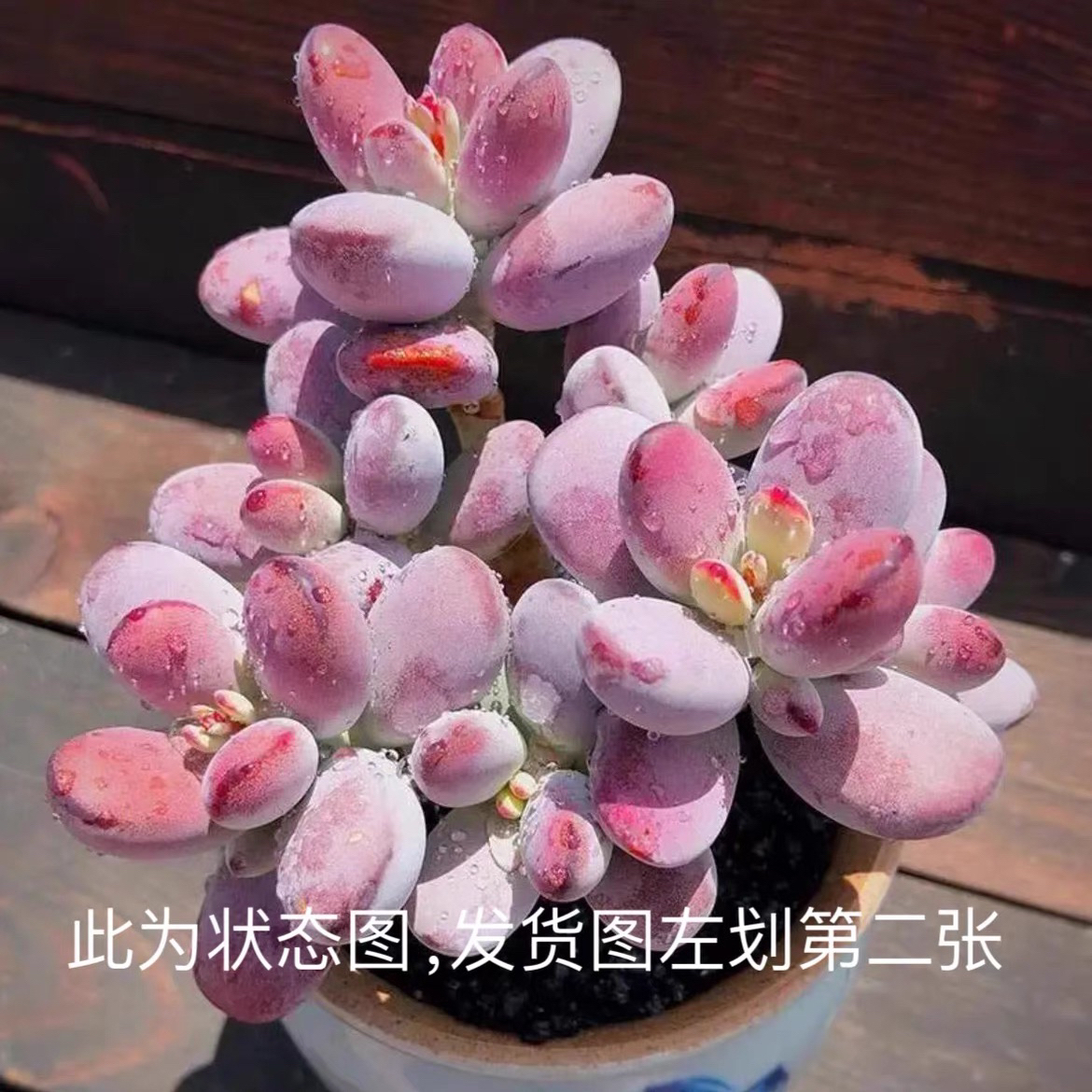 乒乓福娘 8-9厘米 多肉植物 多肉 乒乓福娘会开花