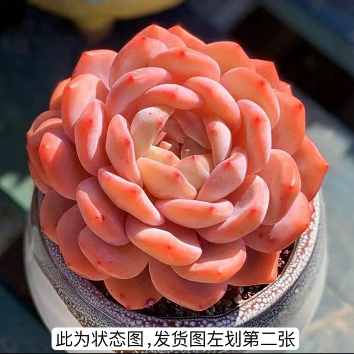 韩版橙梦露 方盆 5厘米 多肉植物 大橙子 仙女橙 