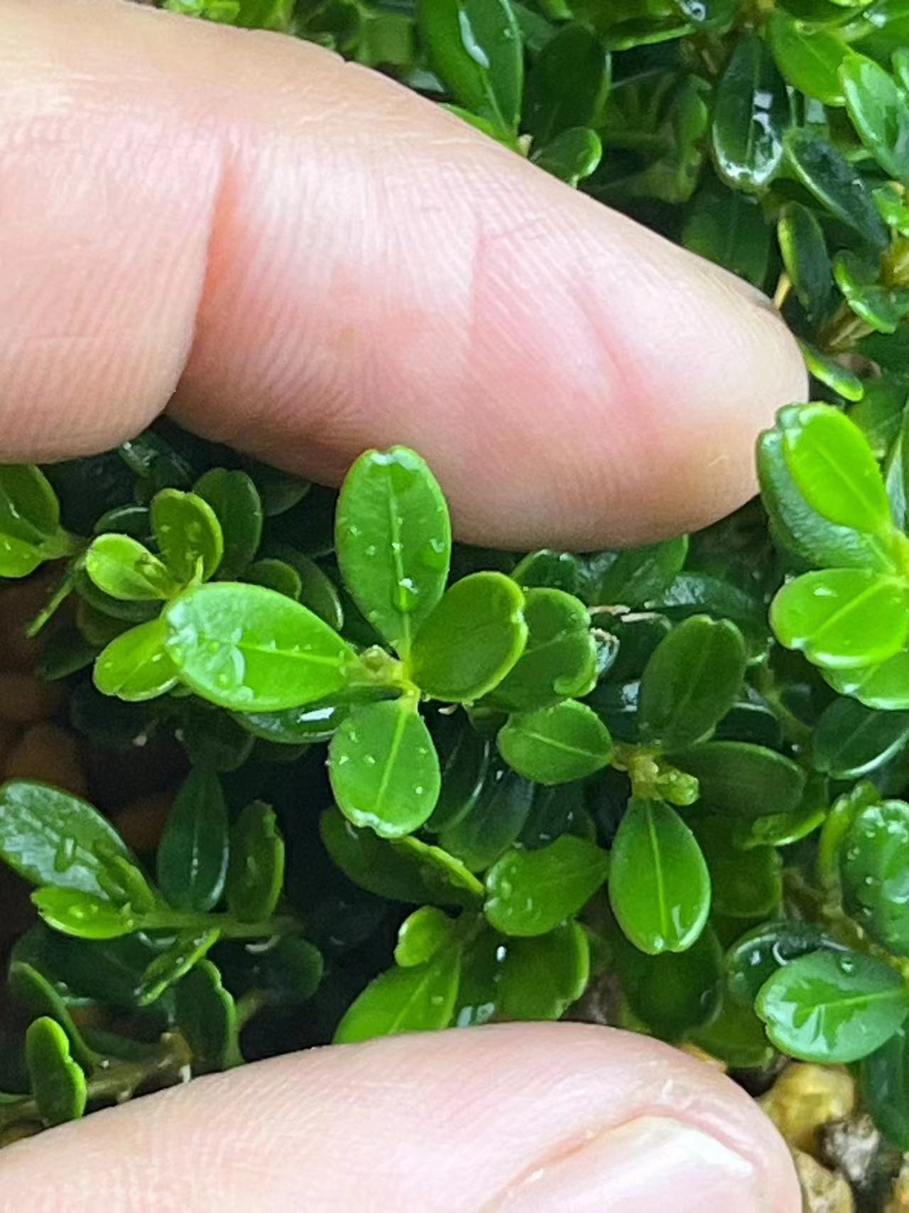 凤米苹果叶 (一物一拍)