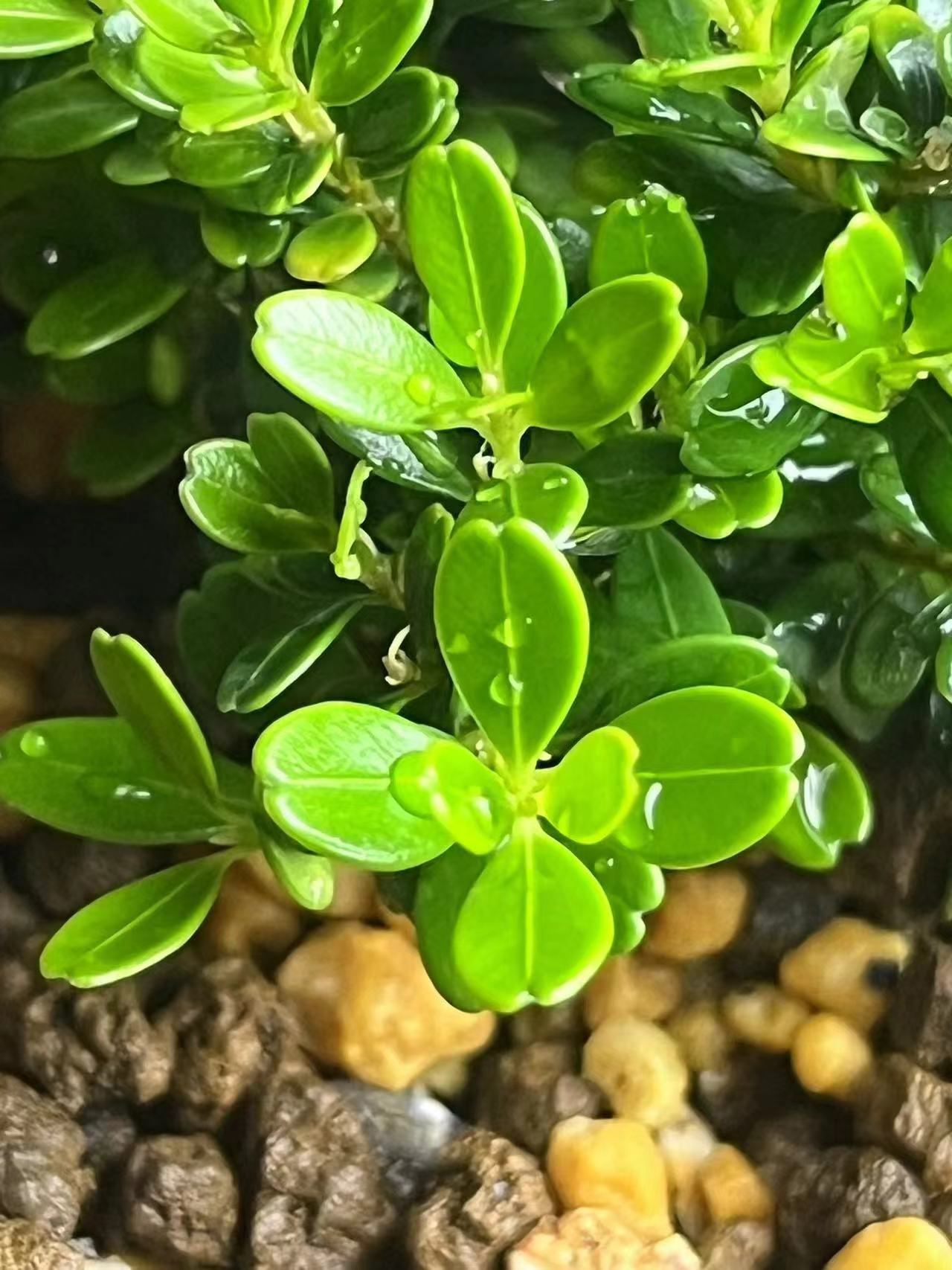 凤米苹果叶小中大苗 (一物一拍)