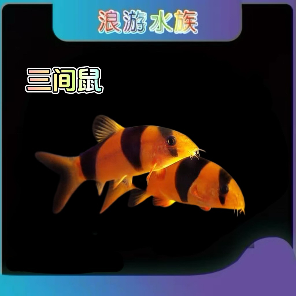 三间鼠鱼热带观赏鱼淡水鱼好养好看