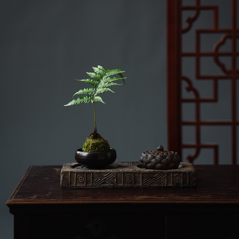 一叶蕨类盆景茶桌绿植苔藓球狗脊植物办公室好养客厅禅意水石盆栽