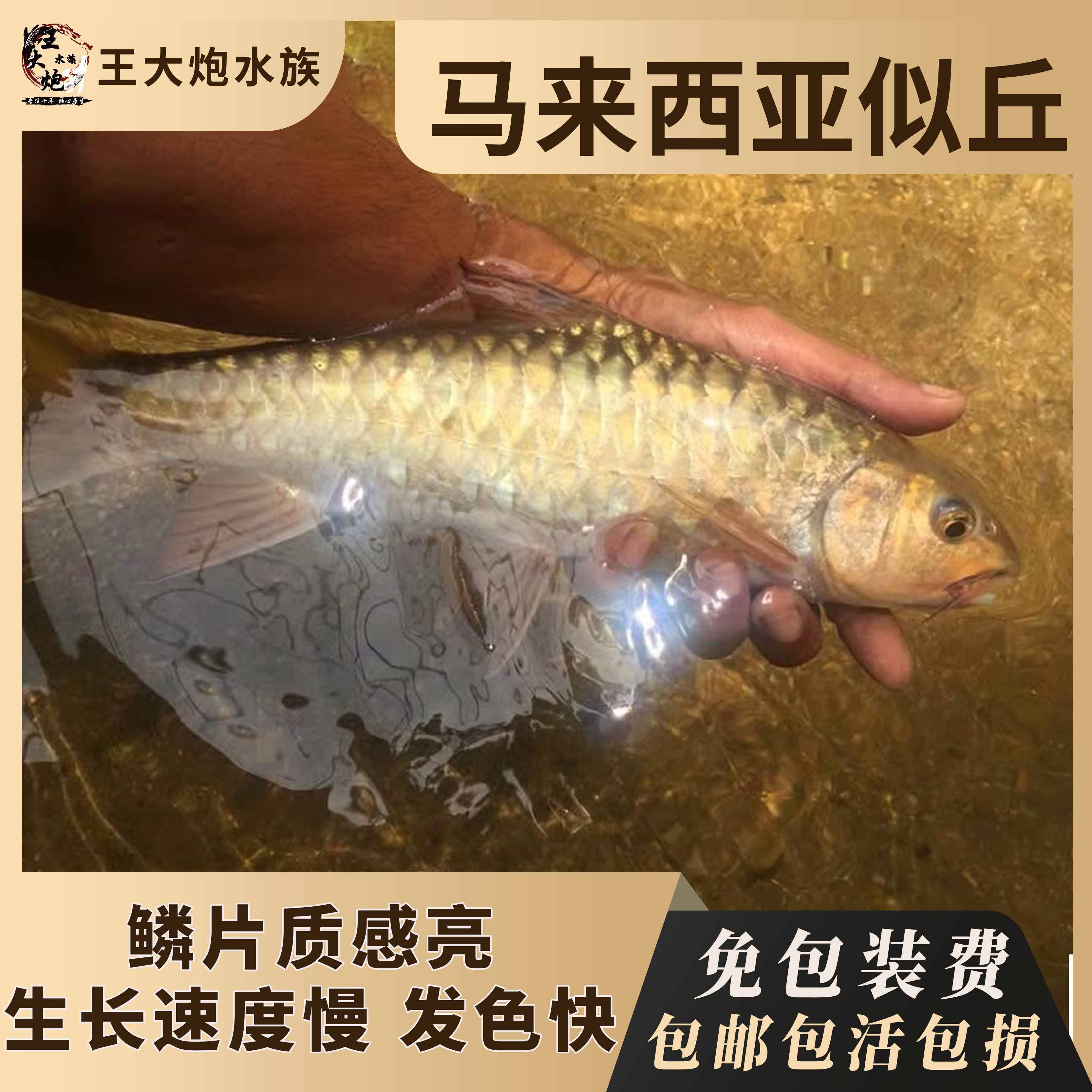 金似丘吉罗鱼蓝似丘苏金 活体金蓝似丘新光唇 金吉罗进口观赏鱼