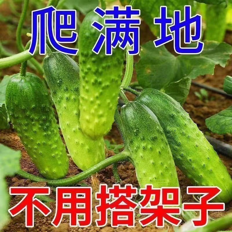 阳台【春种】满地爬水果黄瓜种子不搭架四季庭院阳台盆栽黄瓜花盆种